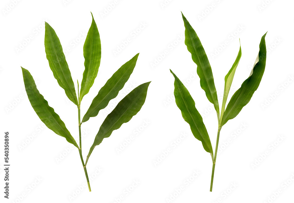 Fototapeta premium Centotheca lappacea branch green leaves on tranparent bcckground.
