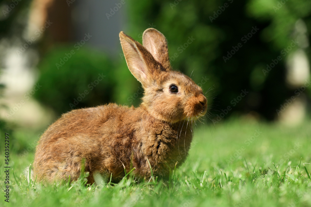 Fototapeta premium Cute fluffy rabbit on green grass outdoors. Space for text