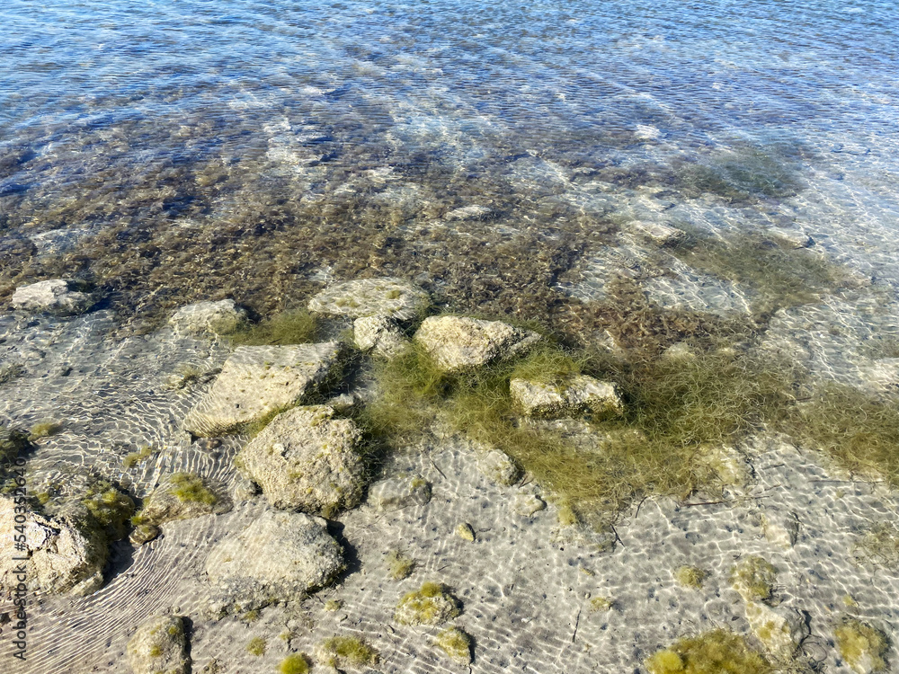 Photo sea with stones and algae