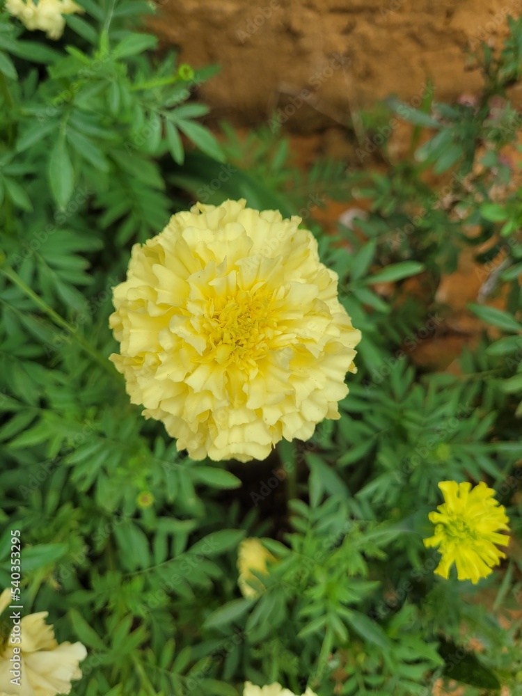 yellow chrysanthemum flower yellow chrysanthemum flower