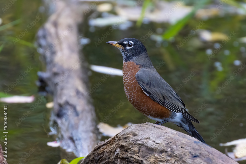 American robin in autumn American robin in autumn