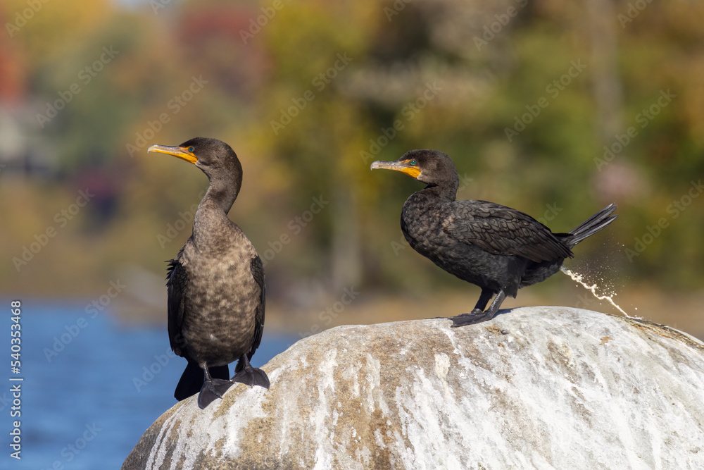 Obraz premium Double-crested cormorant (Nannopterum auritum) in autumn