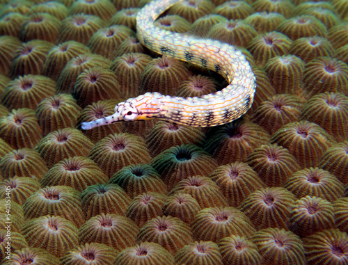 A Schultz pipefish on a brown coral Boracay Island Philippines photo