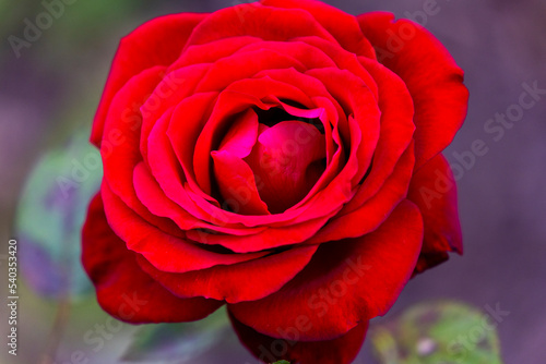 Rose flower close up