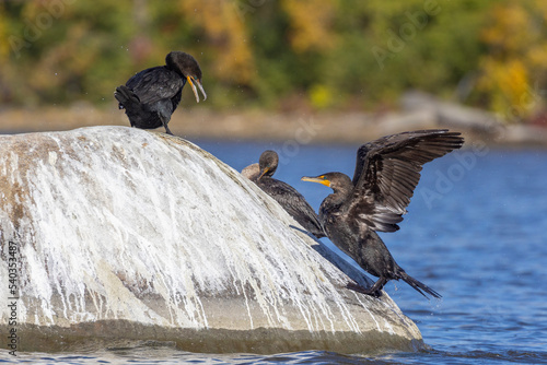 Double-crested cormorant (Nannopterum auritum) in autumn photo