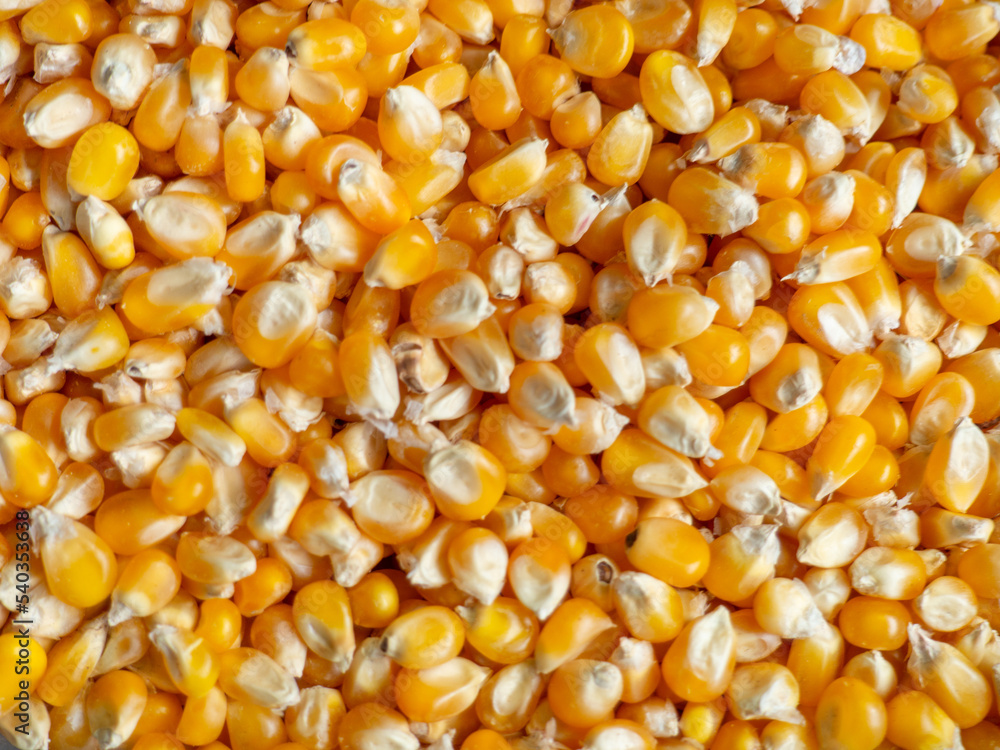 Corn background. Corn grains on the counter. Yellow background from food ingredient. Caloric nutrition. Corn background. Corn grains on the counter. Yellow background from food ingredient. Caloric nutrition.