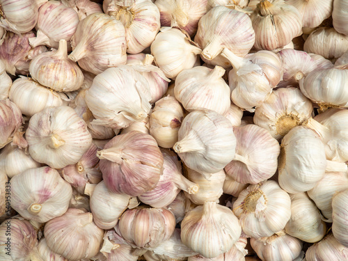Lots of cloves of garlic. Background of garlic bulbs. Assortment. Counter in the market. Choice of food for lunch.