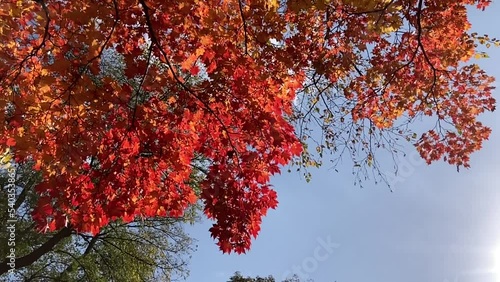 秋の札幌市円山の風景 photo