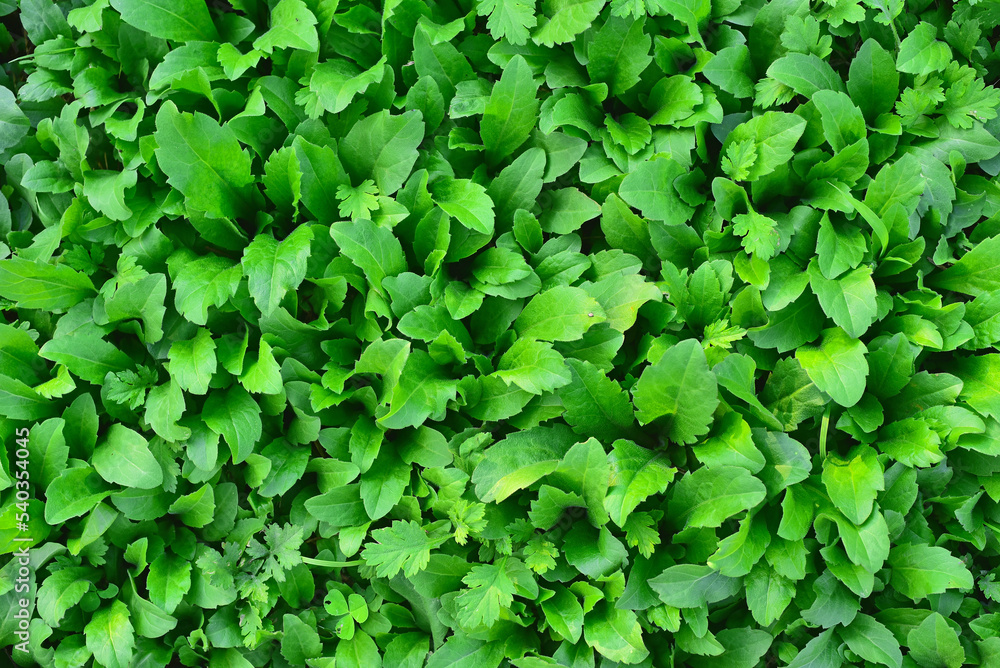 Green pattern of green leaves of grass,
초록색 풀잎들의 그린패턴
Green pattern of green leaves of grass,
초록색 풀잎들의 그린패턴