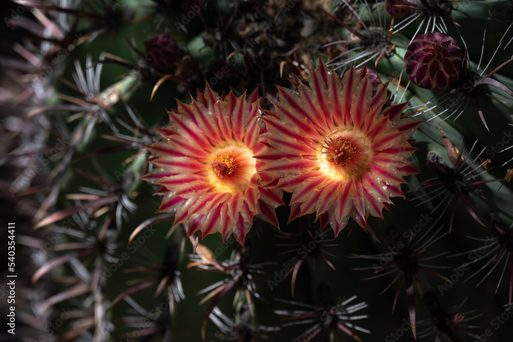 A flowering cactus in the desert botanical garden A flowering cactus in the desert botanical garden