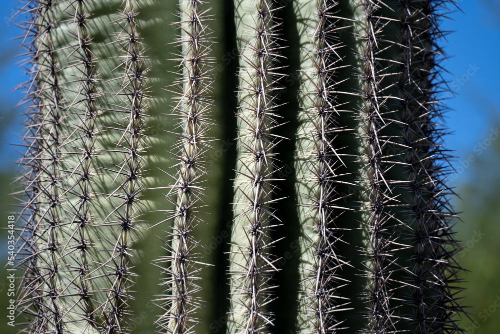 A close up of a saguaro cactus A close up of a saguaro cactus