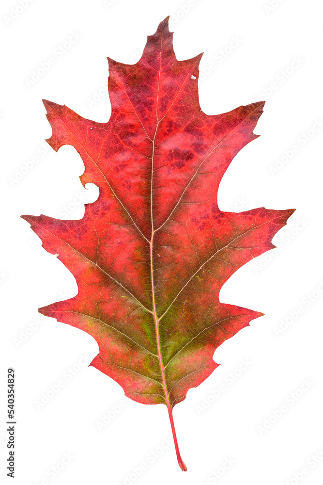 Obraz premium Red oak leaf in fall color, changes in nature 