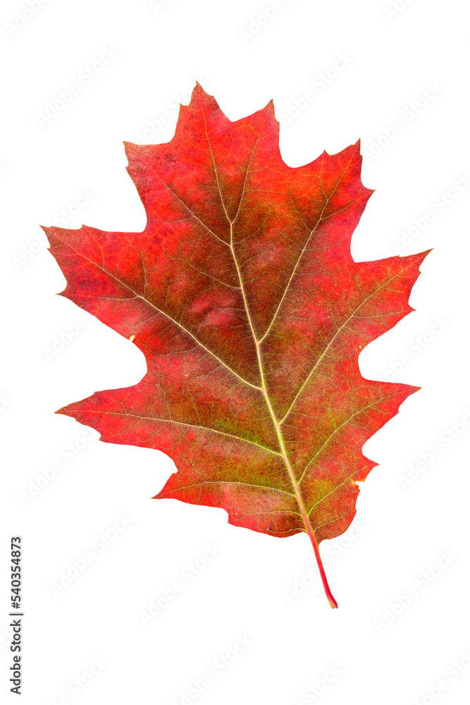 Red oak leaf in fall color, changes in nature
Red oak leaf in fall color, changes in nature