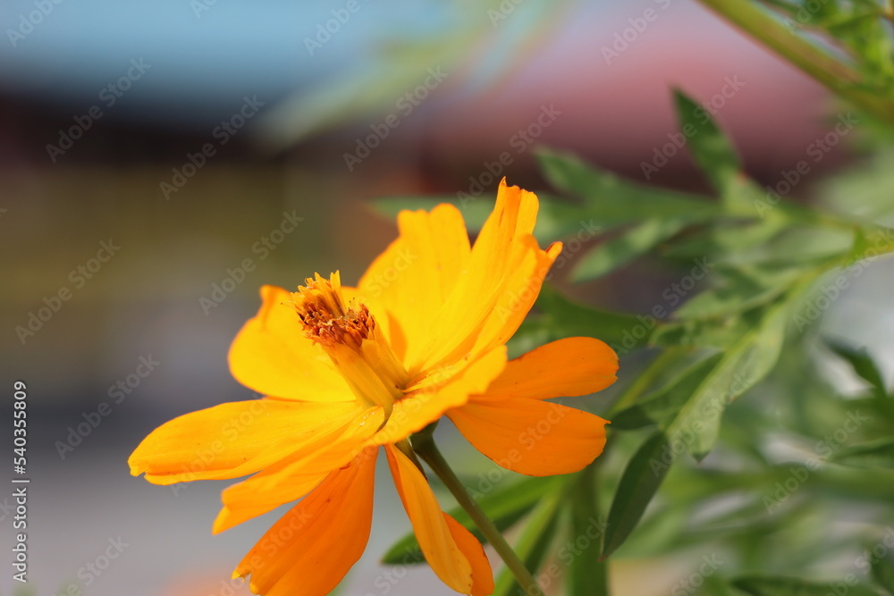 Fototapeta premium 花