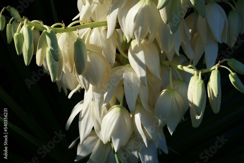 White Yucca flowers in Florida nature, closeup photo