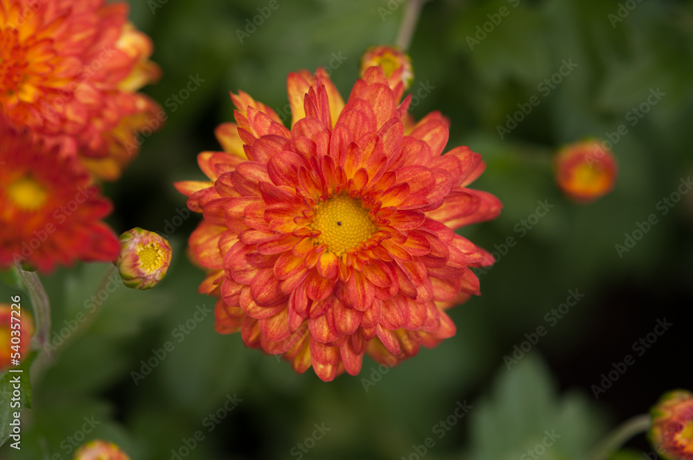 beautiful orange chrysanthemum on a green foliage background beautiful orange chrysanthemum on a green foliage background