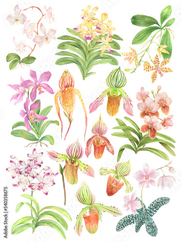 Watercolor Philippine flora Orchidaceae set photo