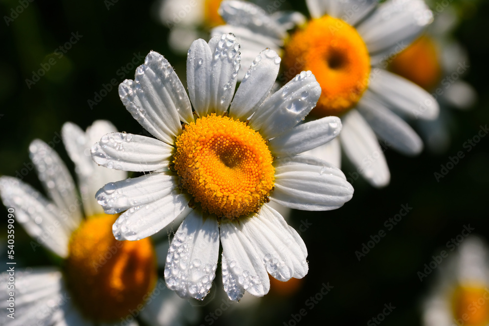 Obraz premium Rain on flower