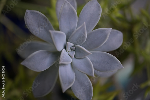 Macro flower