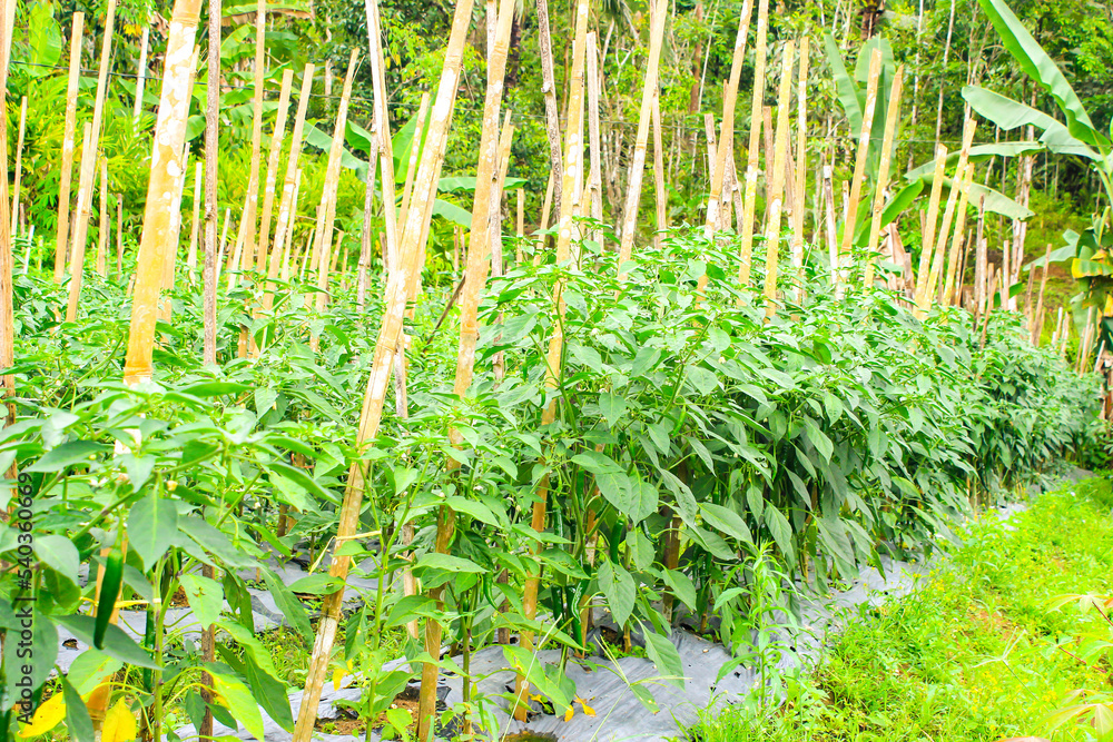 Obraz premium Green Chili Peppers (Capsicum annuum) Cultivated in Rural Farming Area. Chili Pepper Garden