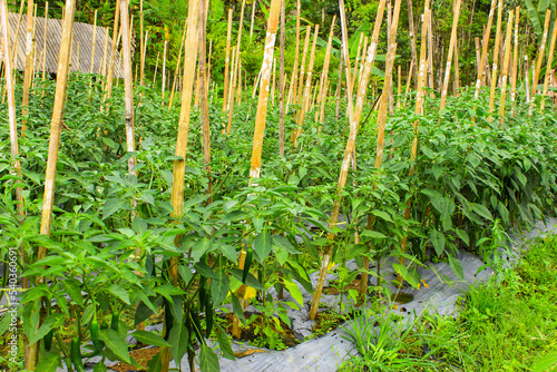 Green Chili Peppers  Capsicum annuum  Cultivated in Rural Farming Area. Chili Pepper Garden