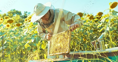 Slow motiong selective focus man person in beekeeper suit costume standing in fieel of sunflowers beehive taking wooden frame full of bees and honey from hive using smoker calming bees collecting . photo