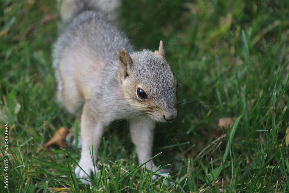 Young fox squirrel that still has some fuzzy fur. Young fox squirrel that still has some fuzzy fur.