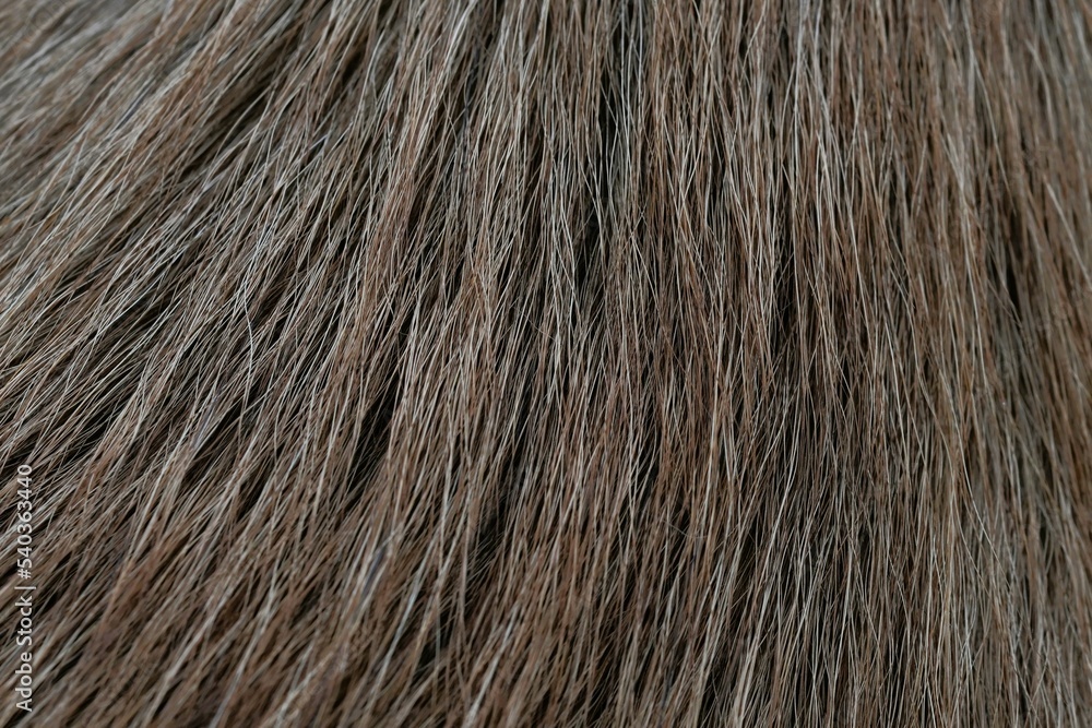 Macro photo of a red-gray dog's fur Macro photo of a red-gray dog's fur