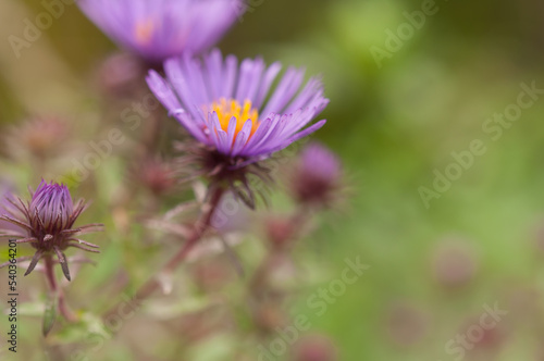 new york asters close up on a bokeh background