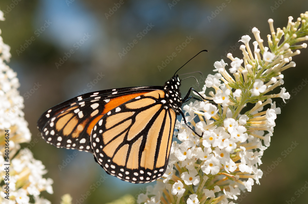 Obraz premium Danaus plexippus in the sun 