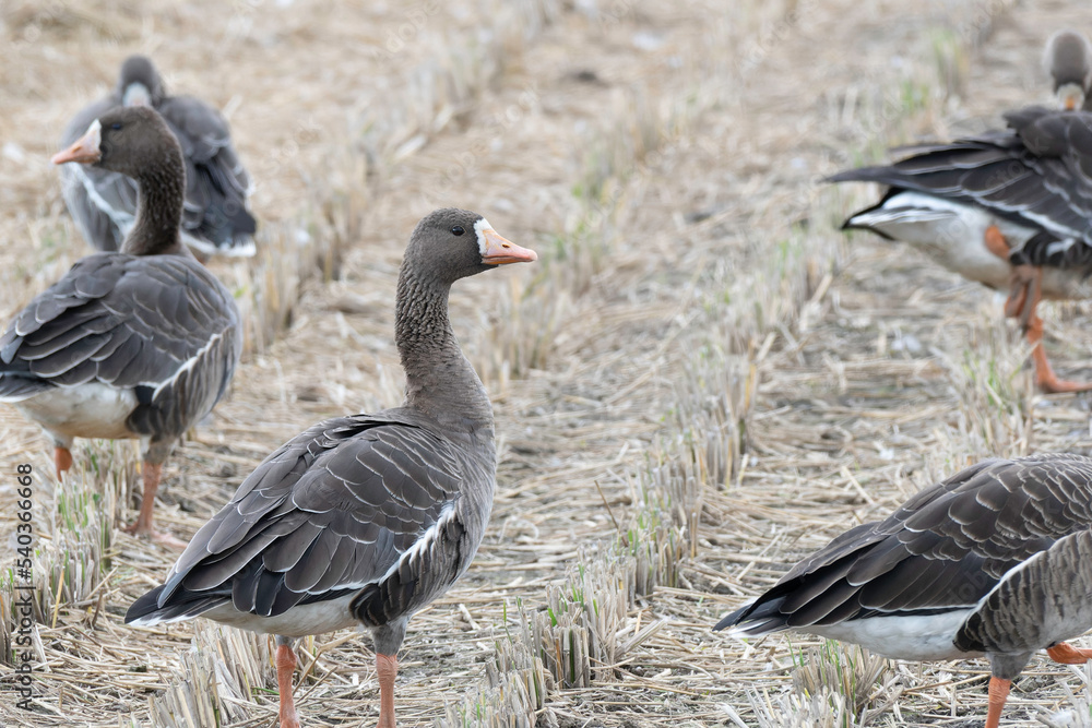 White-fronted goose on rice field White-fronted goose on rice field