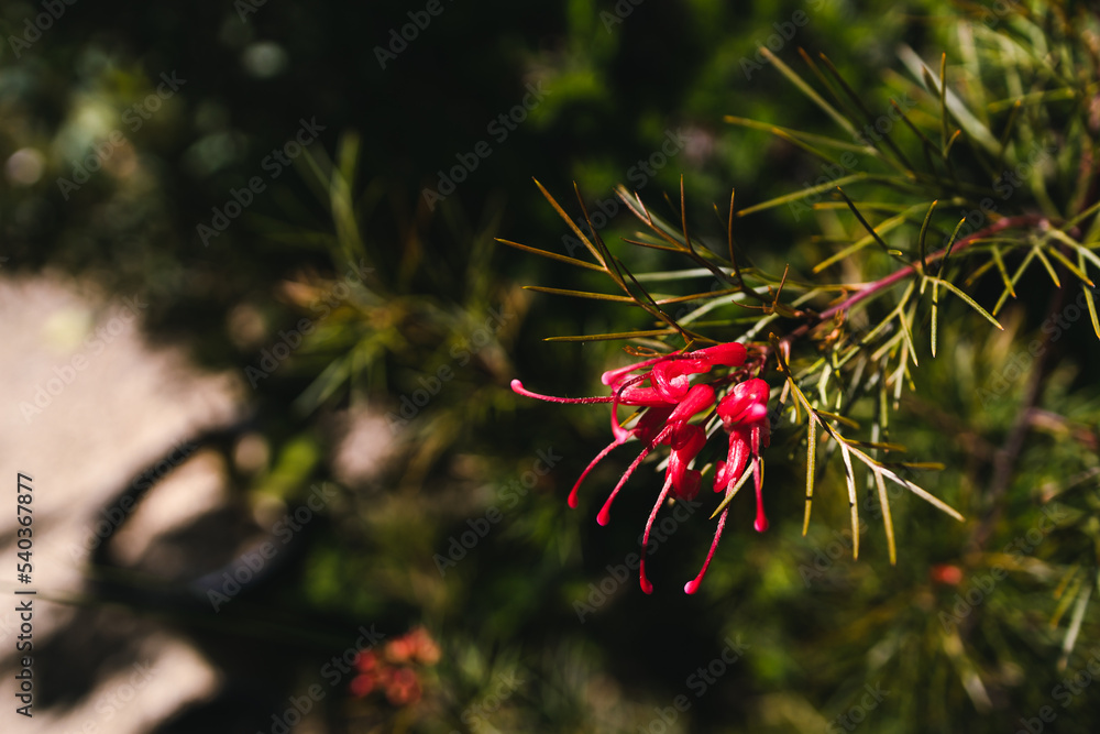 native Australian Grevillea Bon Accord plant in beautiful tropical backyard at shallow depth of field native Australian Grevillea Bon Accord plant in beautiful tropical backyard at shallow depth of field