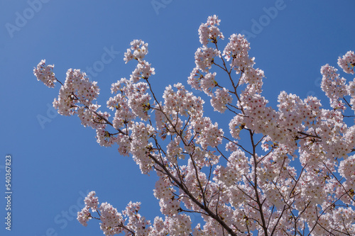 満開の桜