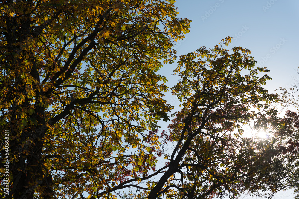 Fototapeta premium branches against blue sky with setting sun in autumn