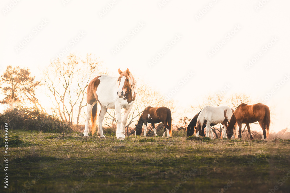 Obraz premium Horses in the Golden Glow