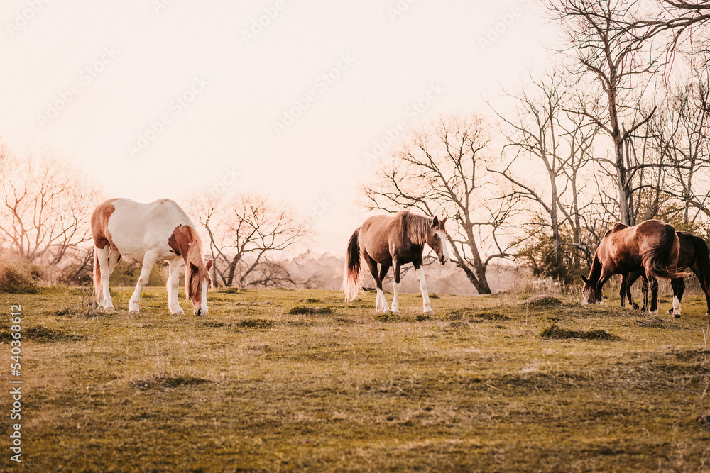 Obraz premium Horses in the Golden Glow