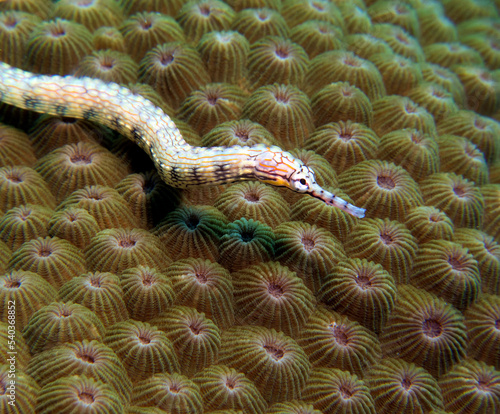 A Schultz pipefish on a brown coral Boracay Island Philippines photo