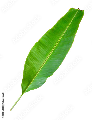 banana leaves isolated