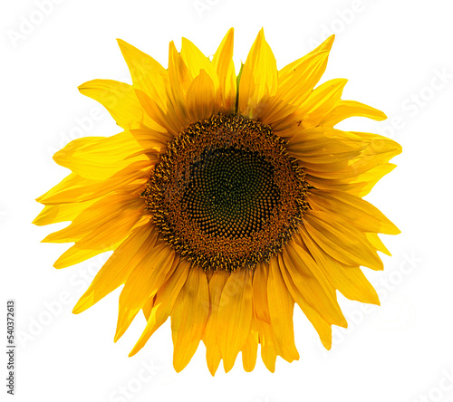 Fototapeta Naklejka Na Ścianę i Meble -  sunflower flower head isolated on white