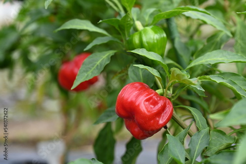 赤い実の神楽南蛮（かぐらなんばん）