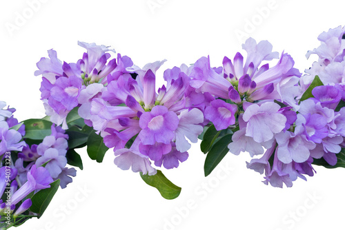 The beauty of a cluster of garlic vine flowers dangling from above isolated on white background with copy space and clipping path.