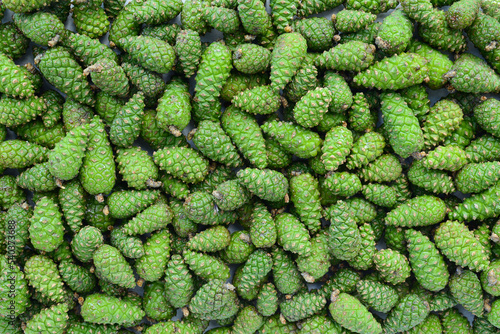 Obraz na plátně alternative medicine, aroma, aromatic, background, cedar, christmas, cone, cones