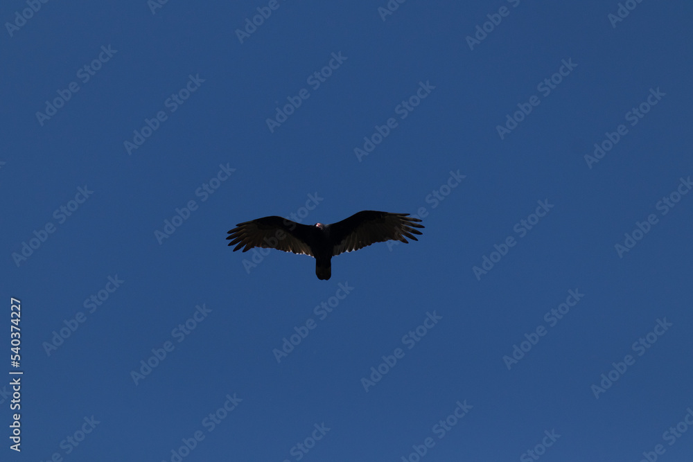 Beautiful turkey buzzard soaring through the sky. I love how blue this sky is while the sun is glistening off the wings of this large bird. This bird is scanning the ground for dead animals or carrion