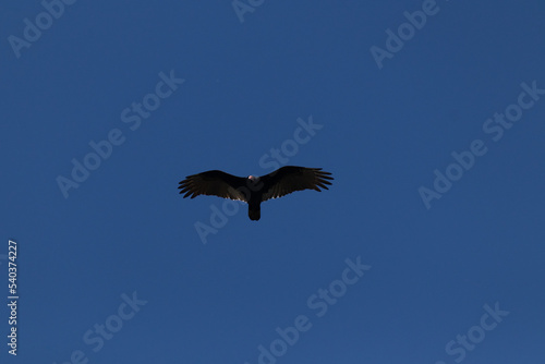 Beautiful turkey buzzard soaring through the sky. I love how blue this sky is while the sun is glistening off the wings of this large bird. This bird is scanning the ground for dead animals or carrion