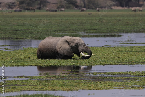 Canvas Print Amboseli elephants