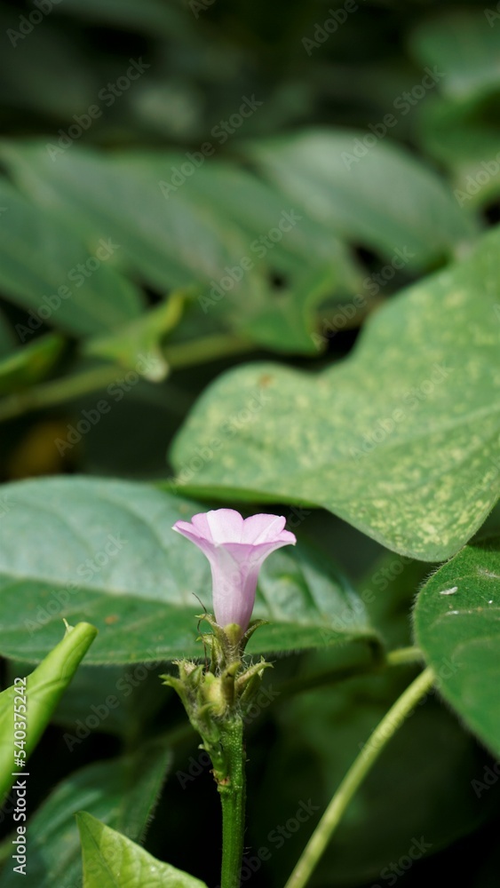 Ipomoea triloba also known as Little bell, Three lobed morning glory, Campanilla morada, Beech Fern, Krugs white, Trilobed etc. Ipomoea triloba also known as Little bell, Three lobed morning glory, Campanilla morada, Beech Fern, Krugs white, Trilobed etc.