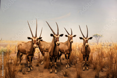 antelope in the savannah