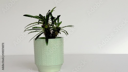 Pachypodium lamerei in a decorative ceramic pot photo