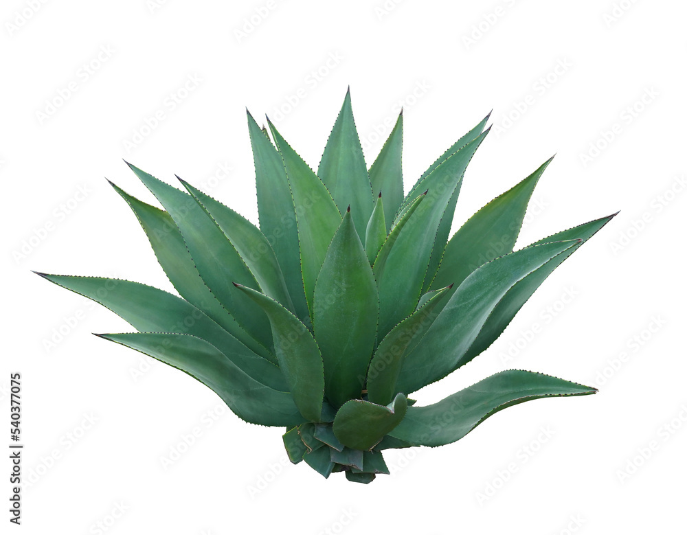 Dolphin Agave or Agave Guiengola Gentry isolated on white background Dolphin Agave or Agave Guiengola Gentry isolated on white background