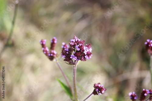 pretty verbena flowers at the foot of the mountain